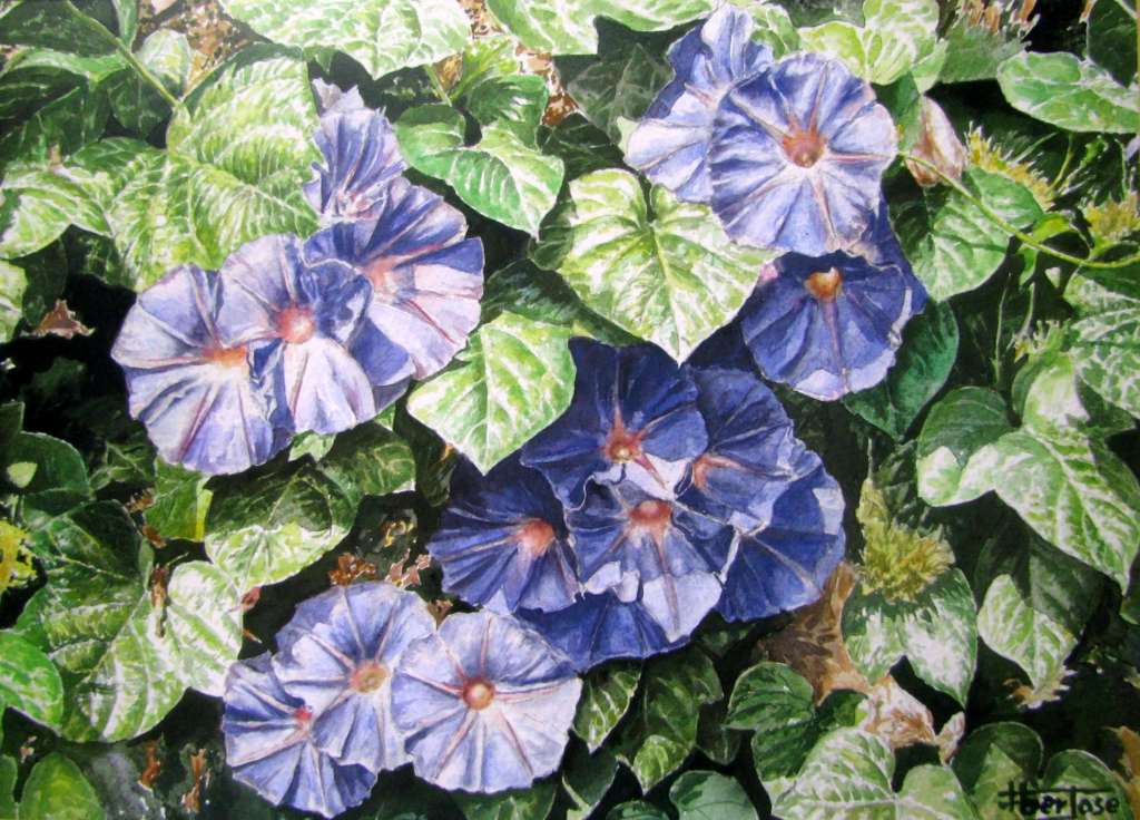 Flores de Trepadeira  